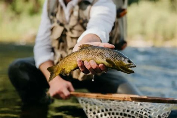 Carp or trout for example