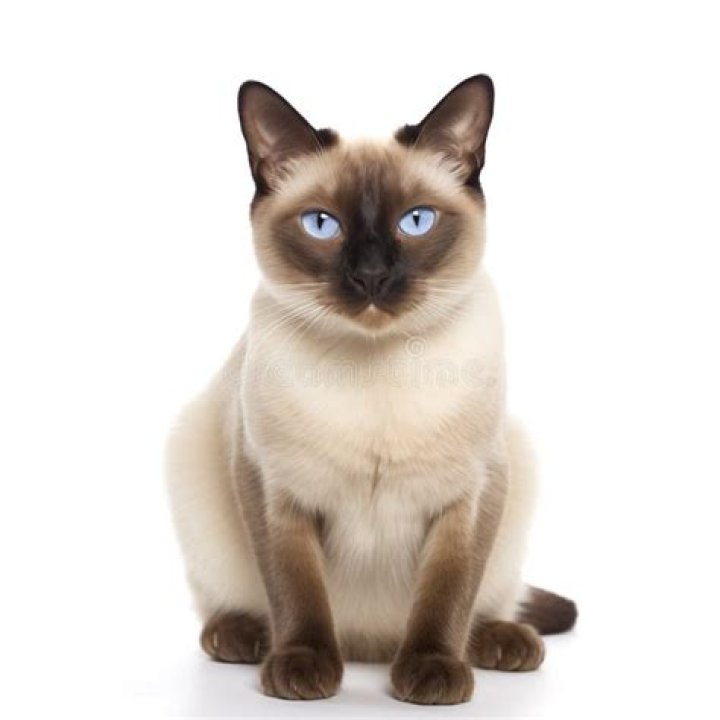 Cat's coat