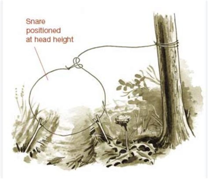Catch in a snare