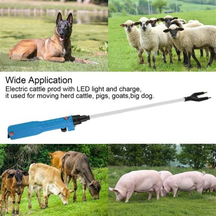 Cattle ___ (electrified wand)