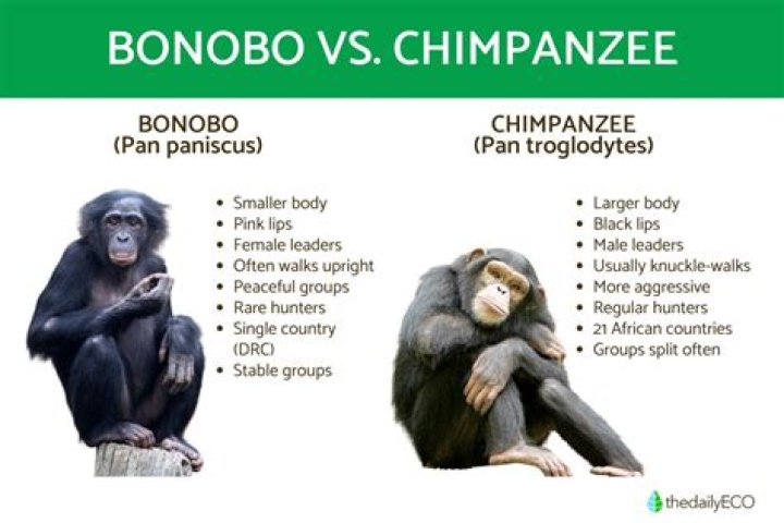 Chimpanzees and bonobos for example