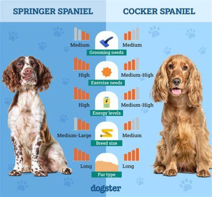 Cocker spaniel or cockatoo perhaps