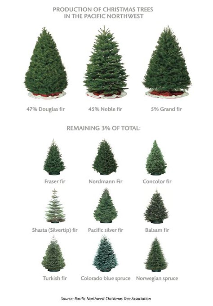 Common Christmas tree
