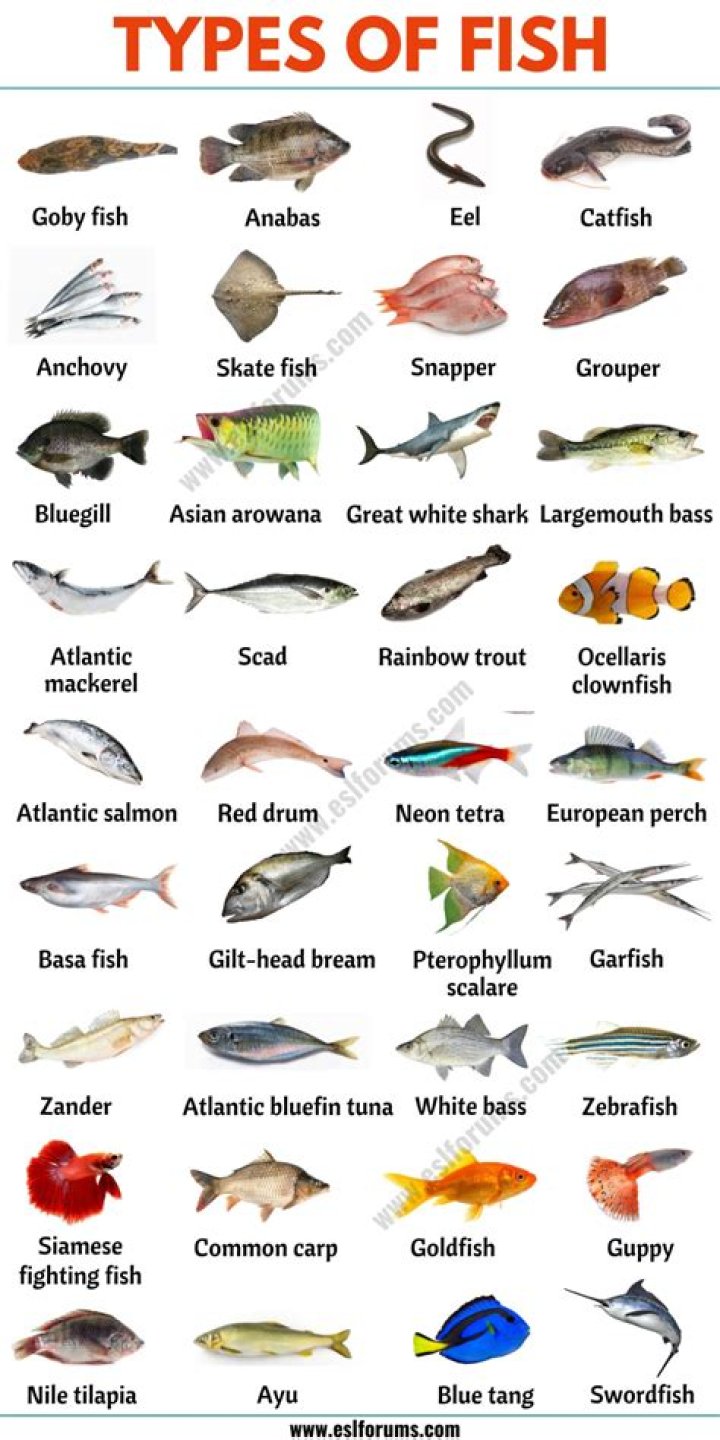 Common food fish