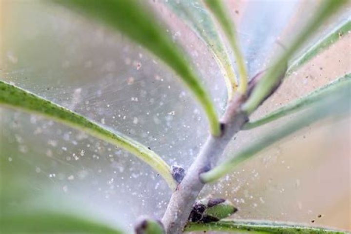 Common houseplant with spores