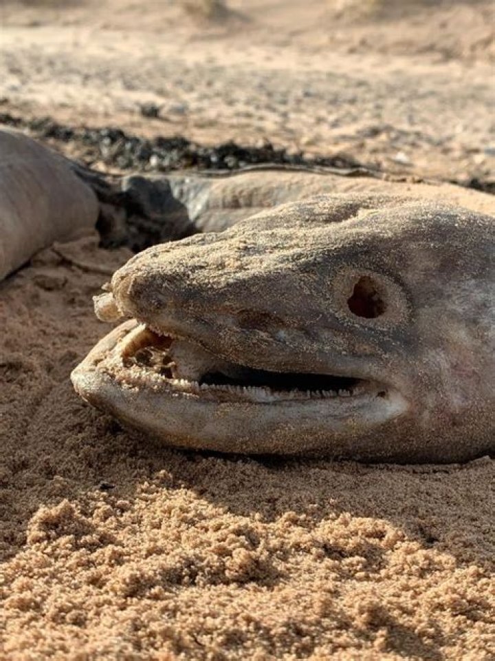 Conger ___ (long scaleless fish)