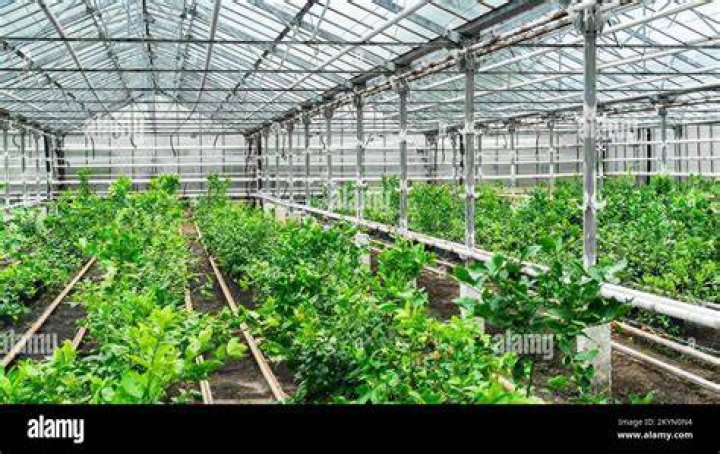 Containers in a greenhouse