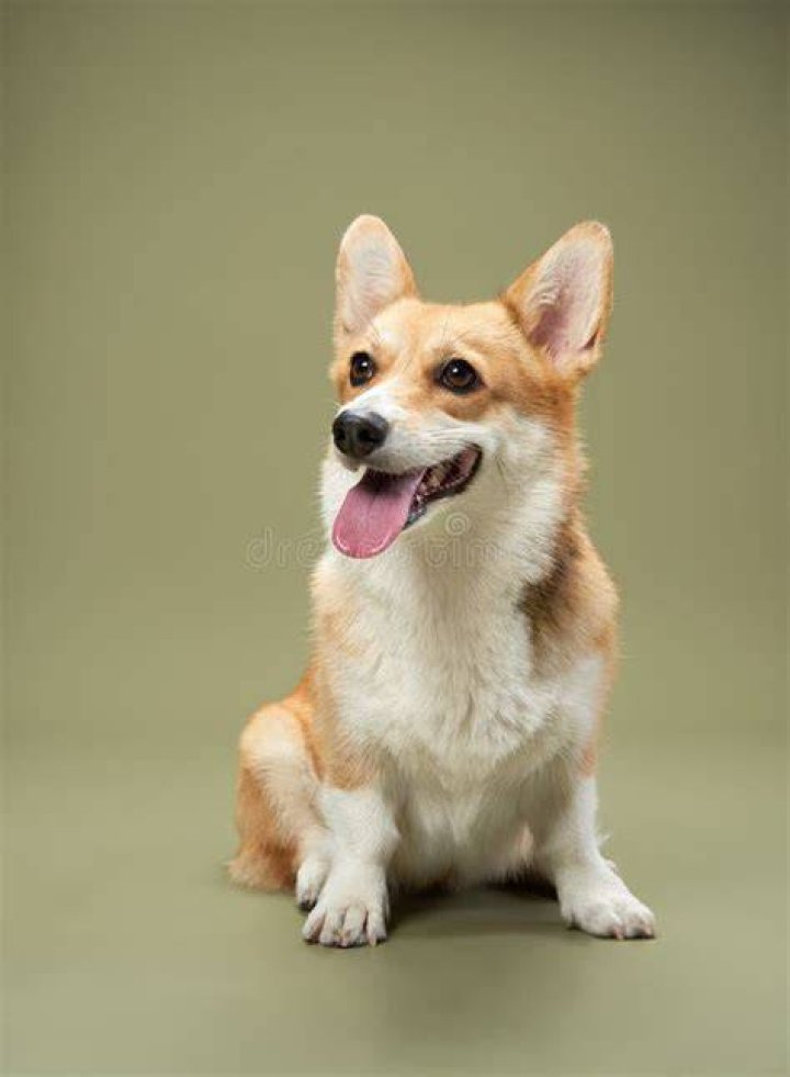 Corgi's coat