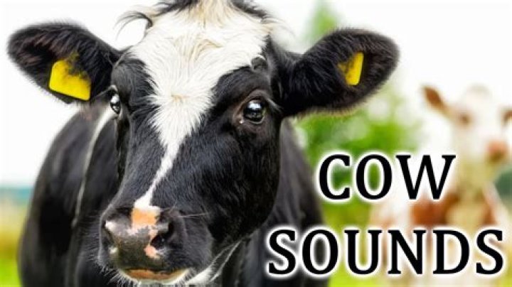 Cow sounds
