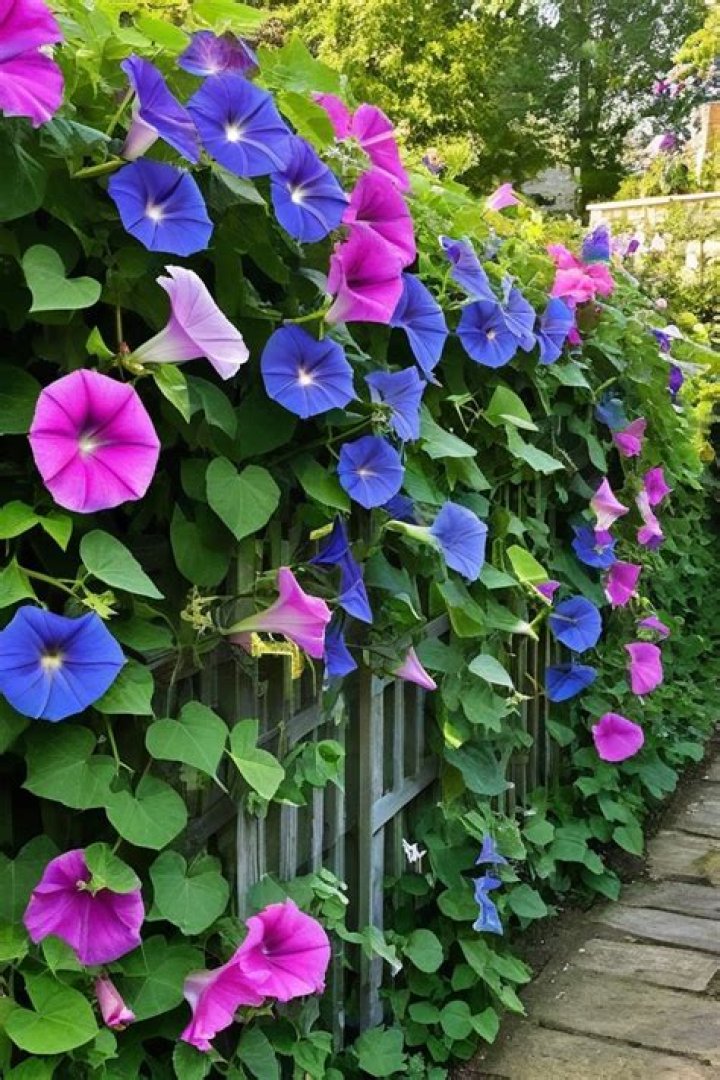 Creeping vine