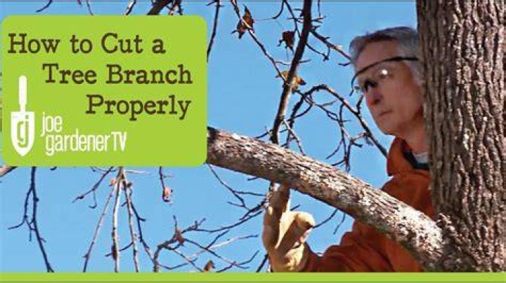 Cut off as a branch