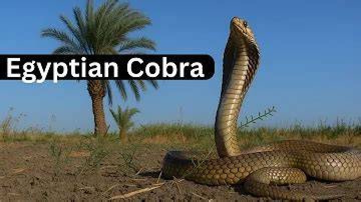 Deadly Egyptian cobra