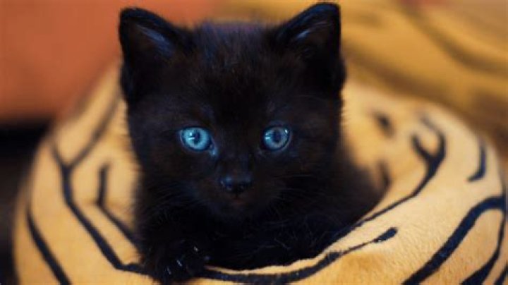 Deep black gemstone