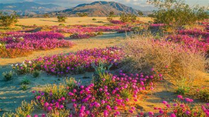 Desert spring