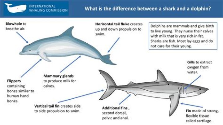Dolphin or shark stabilizer