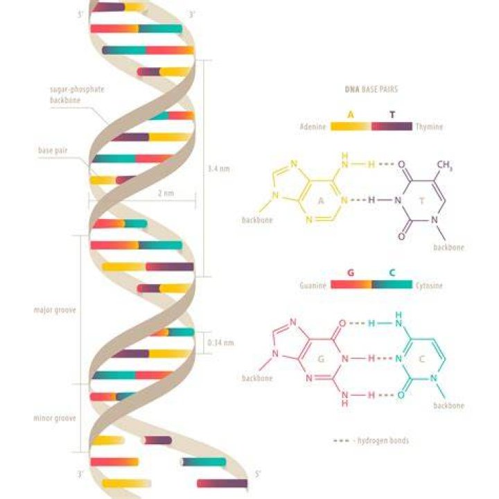 Double-helix genetic material: Abbr.