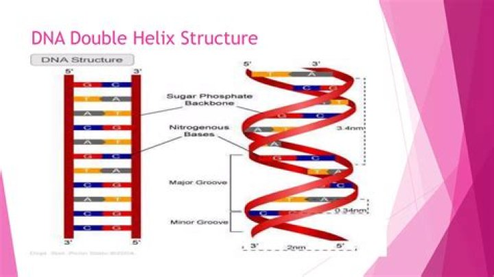 Double-helix molecule: Abbr.