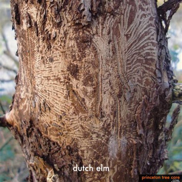 Dutch ___ disease (tree condition)