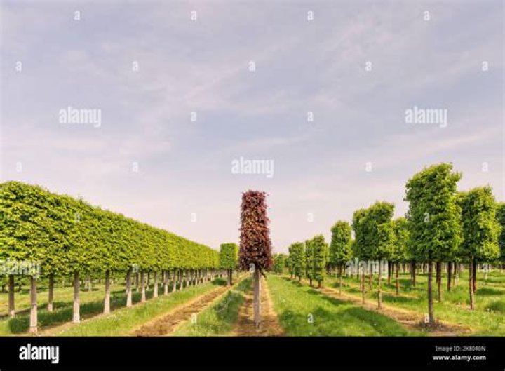 Dutch trees