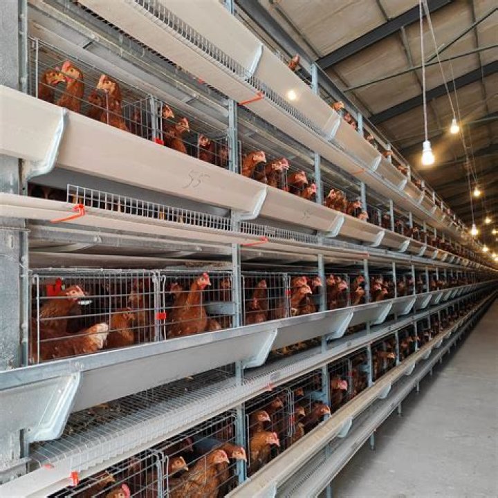 Egg layer on a farm