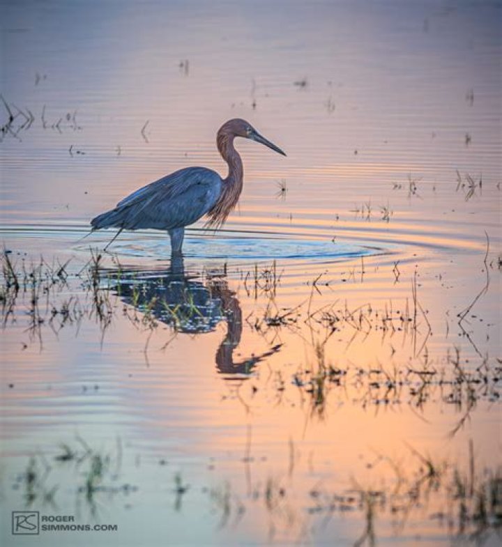 Egrets and eagles for example