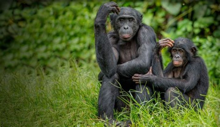 Endangered ape for short