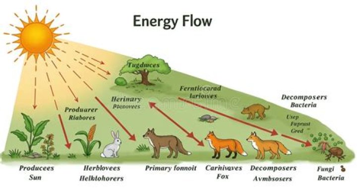 Energy source for plants