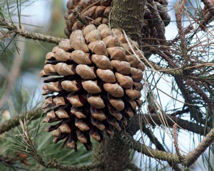 Evergreen tree with cones