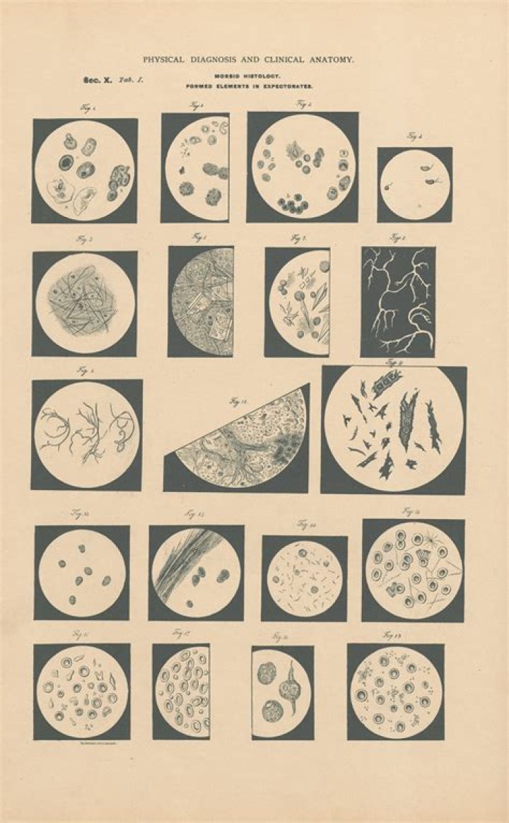 Expectorates