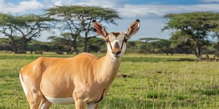 Female antelope
