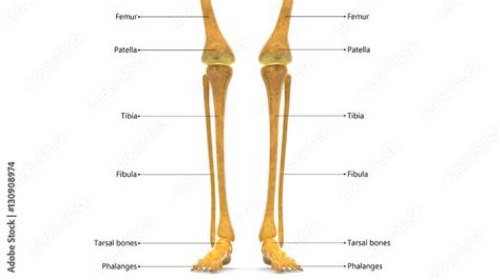Femur or fibula for example