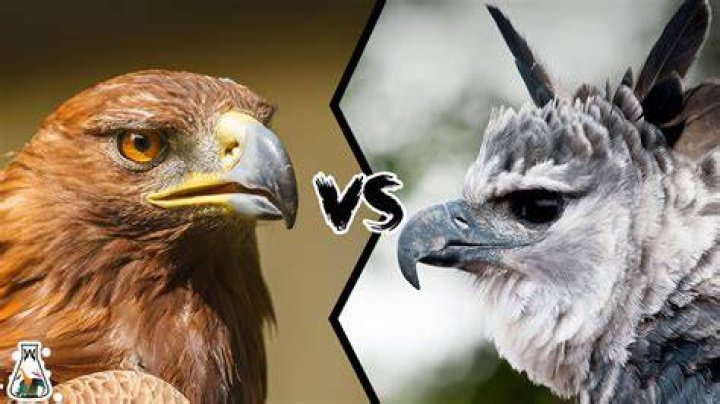Fish or rabbit to an eagle