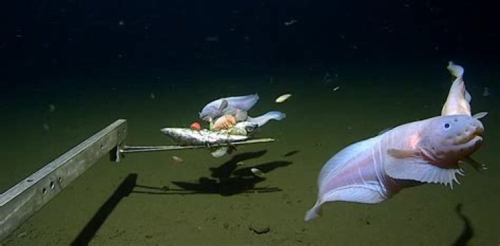 Fish that might be electrified