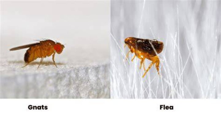 Flea or fly e.g.