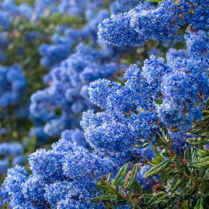 Flower or bush for example