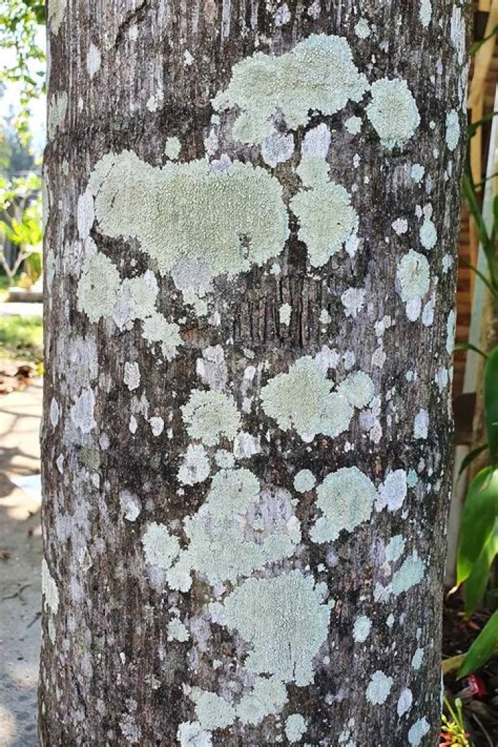 Fluid from a tree trunk