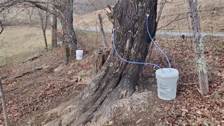 Fluid that's tapped from maple trees