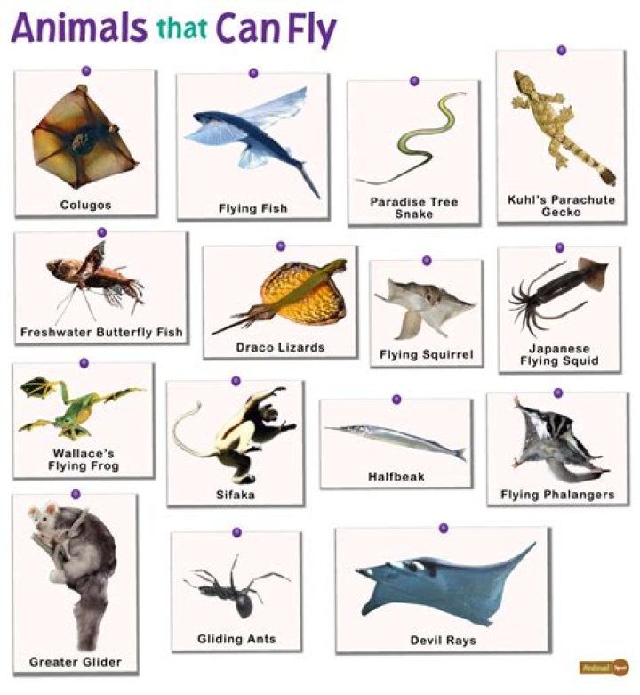 Flying mammal