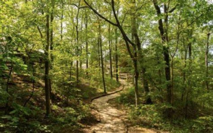 Forest trails