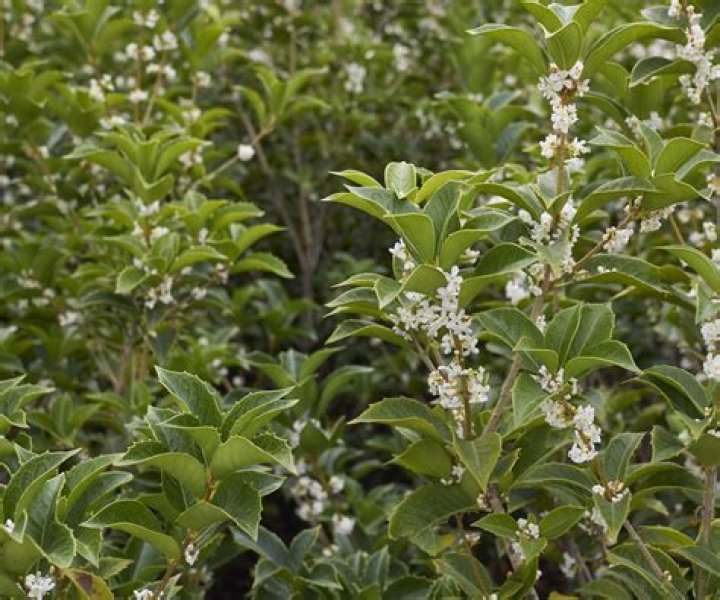 Fragrant evergreen tree