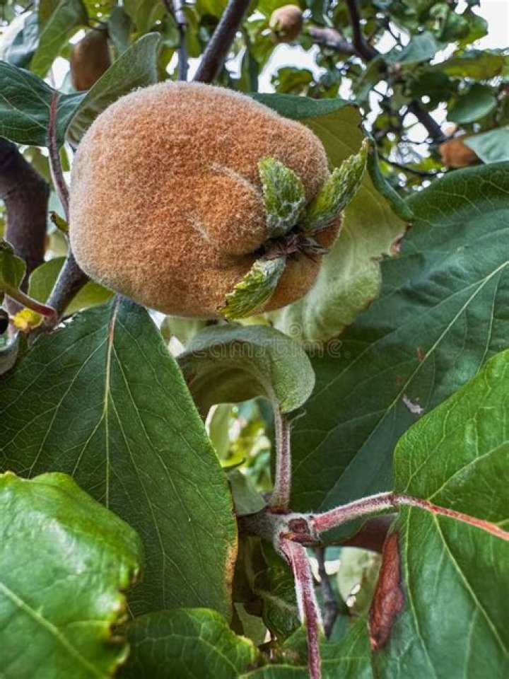 Fuzzy brown fruit