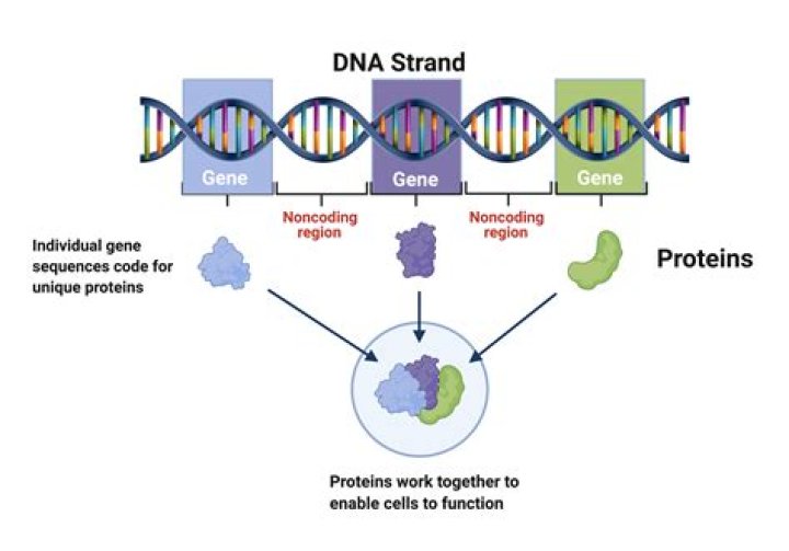 Genetic strand material: Abbr.
