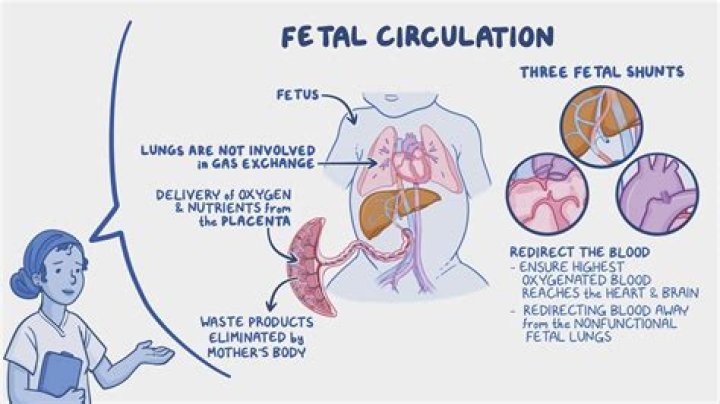 Get back ___ circulation