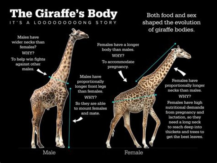 Giraffe-like in height
