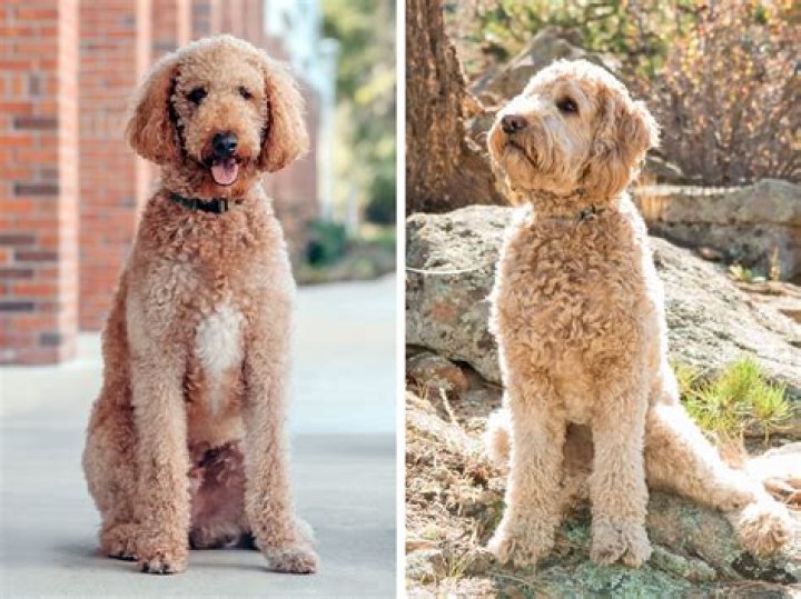 Goldendoodle or goldfish for example