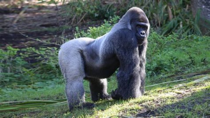 Gorilla for one