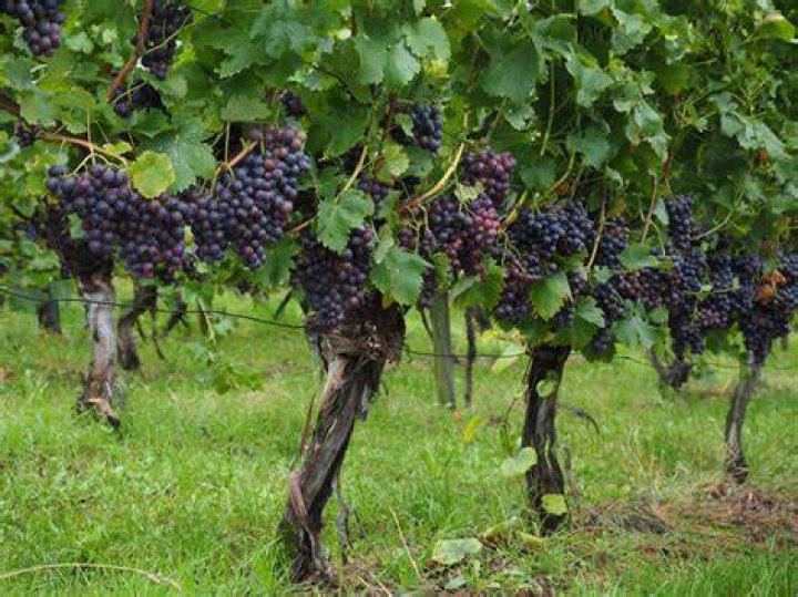 Grape plant