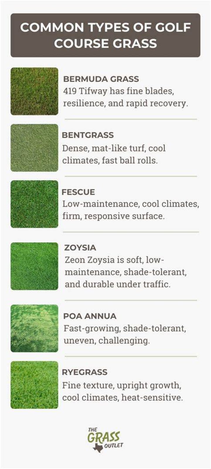 Grass on a golf course