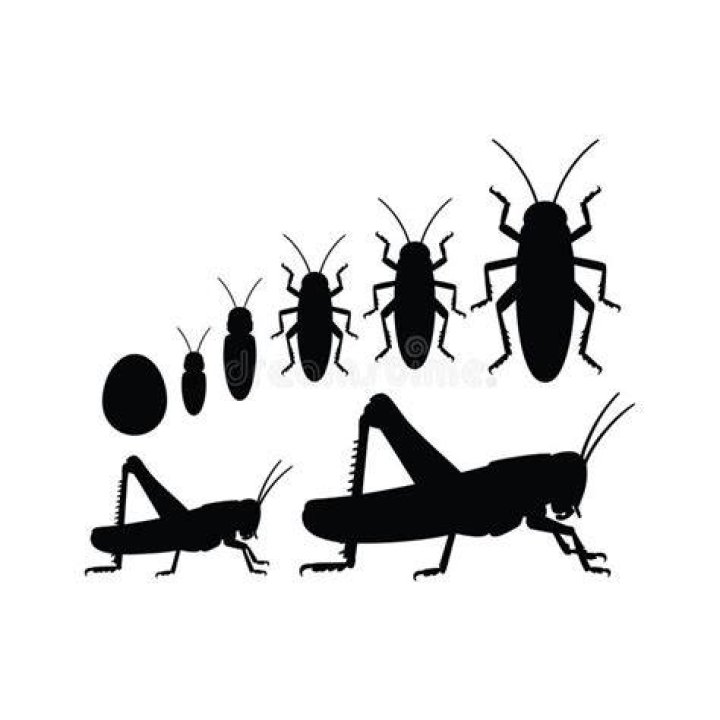 Grasshopper's jump