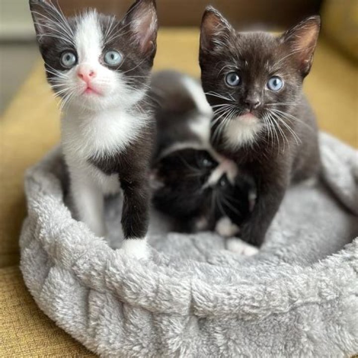 Grown kittens